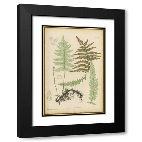 Lastrea Thelypteris Black Modern Wood Framed Art Print with Double Matting by PI Collection