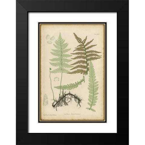 Lastrea Thelypteris Black Modern Wood Framed Art Print with Double Matting by PI Collection