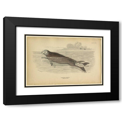 Sea Otter Black Modern Wood Framed Art Print with Double Matting by PI Collection