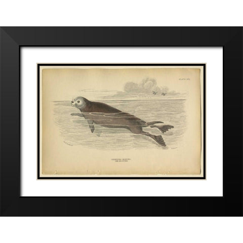 Sea Otter Black Modern Wood Framed Art Print with Double Matting by PI Collection