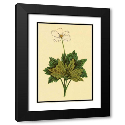 Anemone Black Modern Wood Framed Art Print with Double Matting by PI Collection