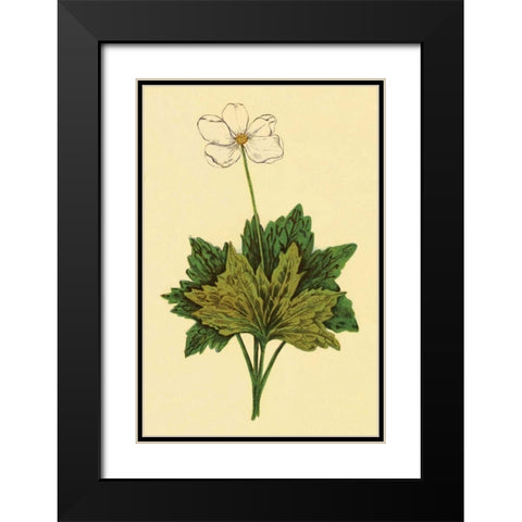 Anemone Black Modern Wood Framed Art Print with Double Matting by PI Collection