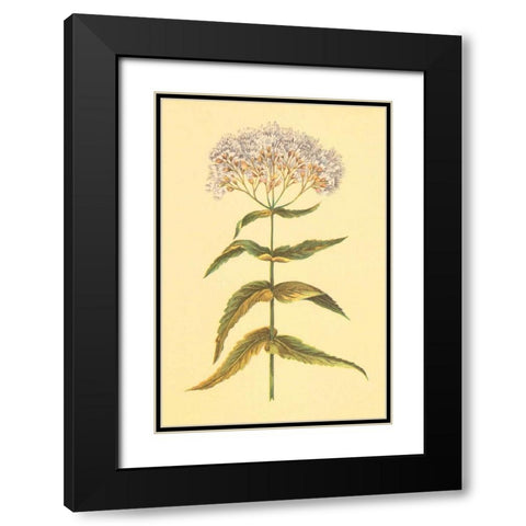 Boneset and Ague Weed Black Modern Wood Framed Art Print with Double Matting by PI Collection