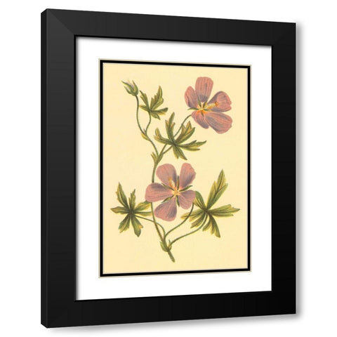 Callirrhoe Black Modern Wood Framed Art Print with Double Matting by PI Collection
