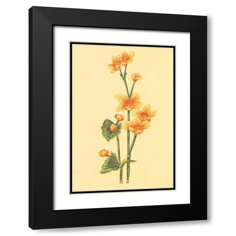 Calthra Palustris  Black Modern Wood Framed Art Print with Double Matting by PI Collection
