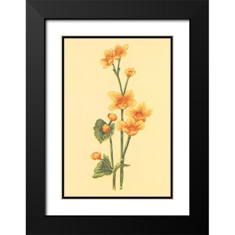 Calthra Palustris  Black Modern Wood Framed Art Print with Double Matting by PI Collection