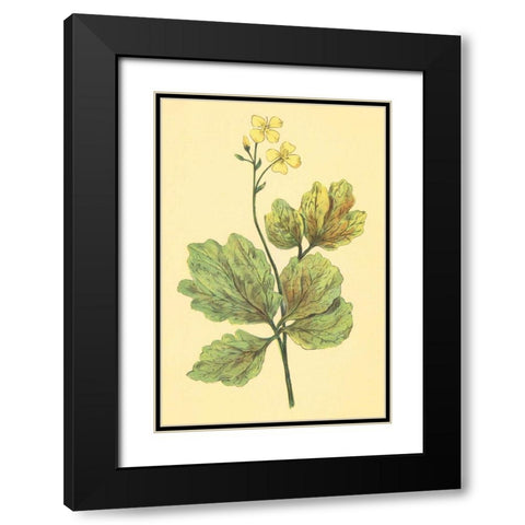 Chelidonium Majus Black Modern Wood Framed Art Print with Double Matting by PI Collection