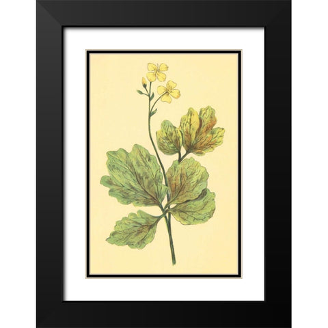 Chelidonium Majus Black Modern Wood Framed Art Print with Double Matting by PI Collection