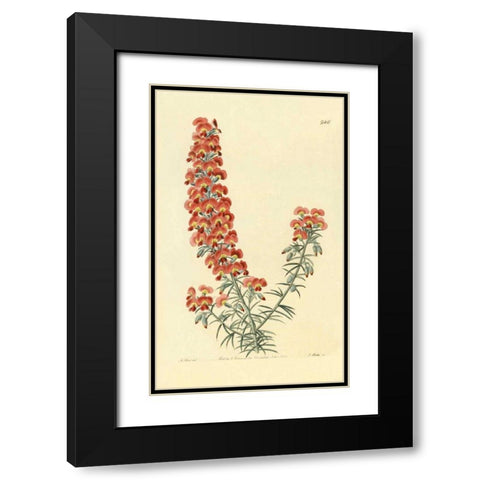 Chorizema Henchmanni Black Modern Wood Framed Art Print with Double Matting by PI Collection
