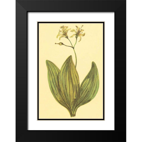 Clintonia Black Modern Wood Framed Art Print with Double Matting by PI Collection
