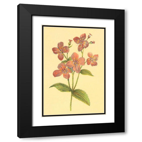 Deer Grass and Meadow Beauty Black Modern Wood Framed Art Print with Double Matting by PI Collection