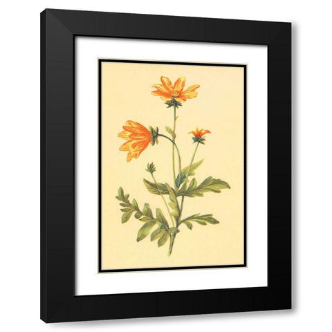 Engelmannia Black Modern Wood Framed Art Print with Double Matting by PI Collection