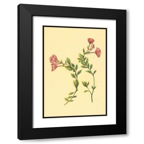 Epilobium Rigidum Black Modern Wood Framed Art Print with Double Matting by PI Collection