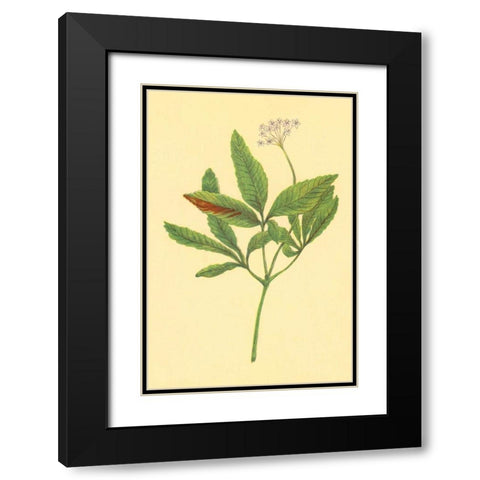 Five Leaved Ginseng Black Modern Wood Framed Art Print with Double Matting by PI Collection