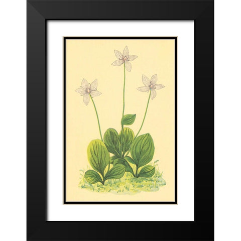 Grass of Parnassus Black Modern Wood Framed Art Print with Double Matting by PI Collection