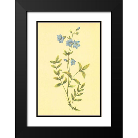 Greek Valerian Black Modern Wood Framed Art Print with Double Matting by PI Collection