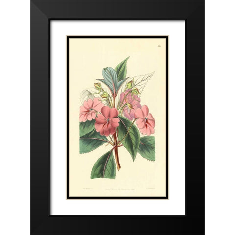Impatiens Platypetala Black Modern Wood Framed Art Print with Double Matting by PI Collection