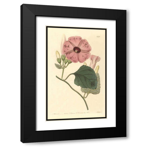 Ipomea Jalapa Black Modern Wood Framed Art Print with Double Matting by PI Collection