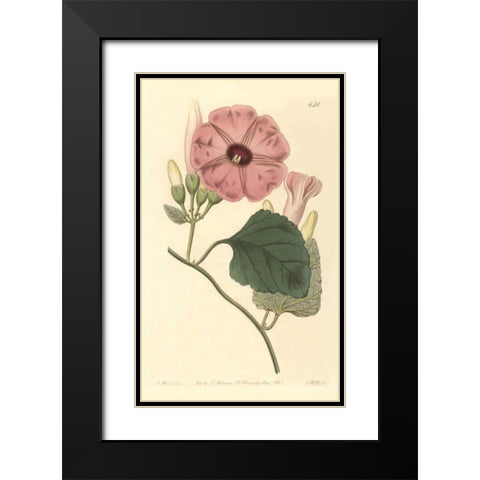 Ipomea Jalapa Black Modern Wood Framed Art Print with Double Matting by PI Collection