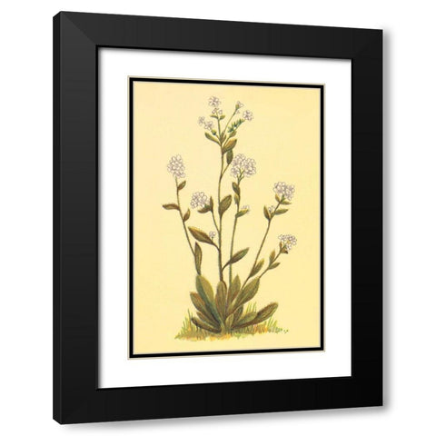 Kings Eritrichium Black Modern Wood Framed Art Print with Double Matting by PI Collection