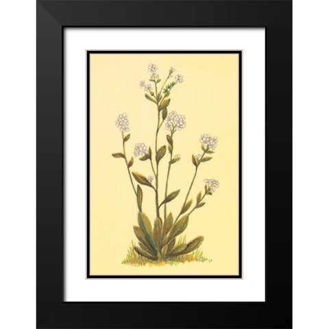 Kings Eritrichium Black Modern Wood Framed Art Print with Double Matting by PI Collection