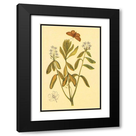 Labrador Tea Black Modern Wood Framed Art Print with Double Matting by PI Collection