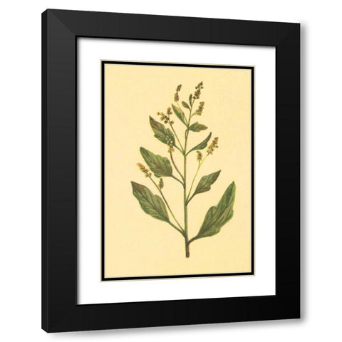 Lambs Quarters Black Modern Wood Framed Art Print with Double Matting by PI Collection