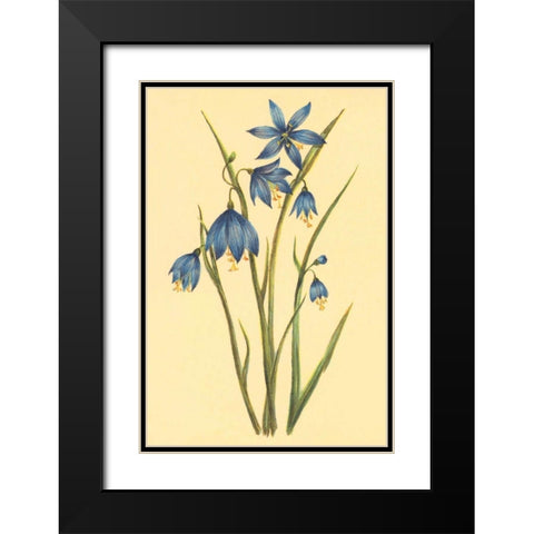 Large Flowered Blue Eyed Grass Black Modern Wood Framed Art Print with Double Matting by PI Collection