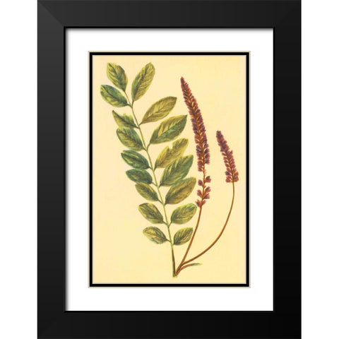 Lead Plant Black Modern Wood Framed Art Print with Double Matting by PI Collection