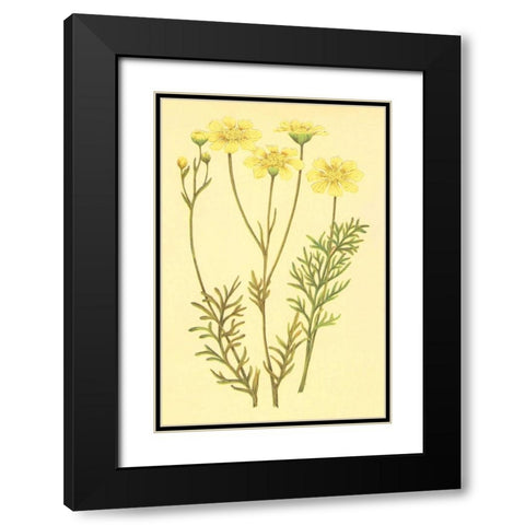 Newberry Leucampyx Black Modern Wood Framed Art Print with Double Matting by PI Collection