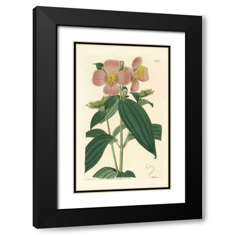 Osbekia Stellata Black Modern Wood Framed Art Print with Double Matting by PI Collection