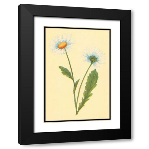 Ox Eye Daisy with Whiteweed Black Modern Wood Framed Art Print with Double Matting by PI Collection