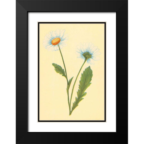 Ox Eye Daisy with Whiteweed Black Modern Wood Framed Art Print with Double Matting by PI Collection