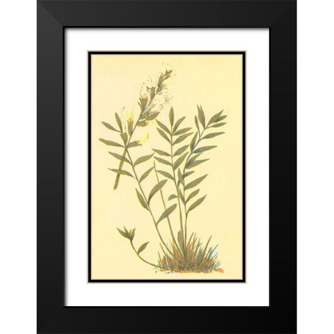 Oxytropis Lamberti Black Modern Wood Framed Art Print with Double Matting by PI Collection