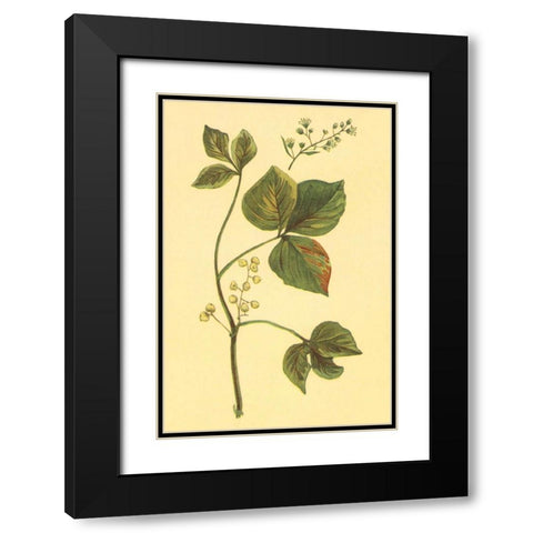 Poison Ivy and Poison Oak Black Modern Wood Framed Art Print with Double Matting by PI Collection