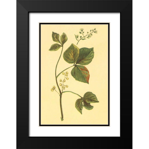 Poison Ivy and Poison Oak Black Modern Wood Framed Art Print with Double Matting by PI Collection