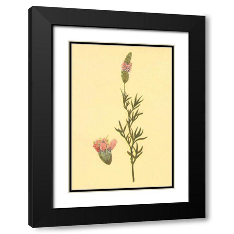 Praire Clover Black Modern Wood Framed Art Print with Double Matting by PI Collection