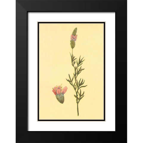 Praire Clover Black Modern Wood Framed Art Print with Double Matting by PI Collection