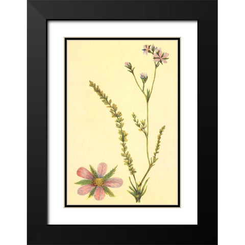 Purplish Horkelia Black Modern Wood Framed Art Print with Double Matting by PI Collection