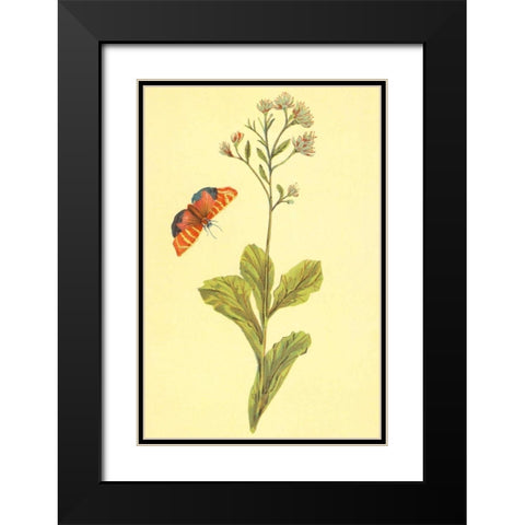 Sedum Telephium Black Modern Wood Framed Art Print with Double Matting by PI Collection