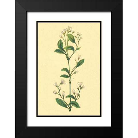 Service Berry and Shad Bush Black Modern Wood Framed Art Print with Double Matting by PI Collection