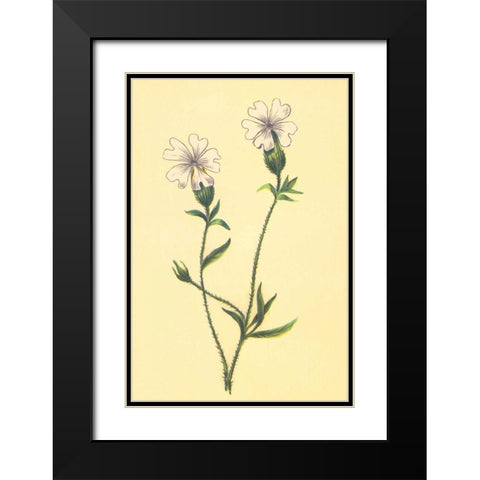 Silene Vulgaris Black Modern Wood Framed Art Print with Double Matting by PI Collection