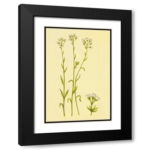 Smooth Rock Cress Black Modern Wood Framed Art Print with Double Matting by PI Collection