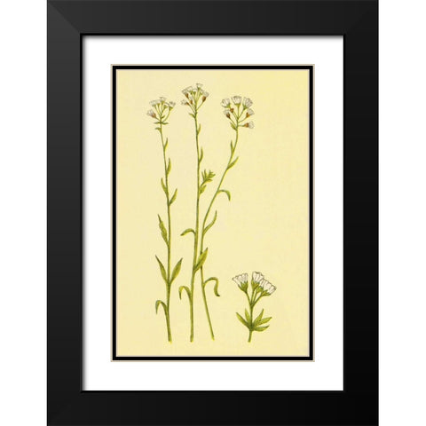 Smooth Rock Cress Black Modern Wood Framed Art Print with Double Matting by PI Collection