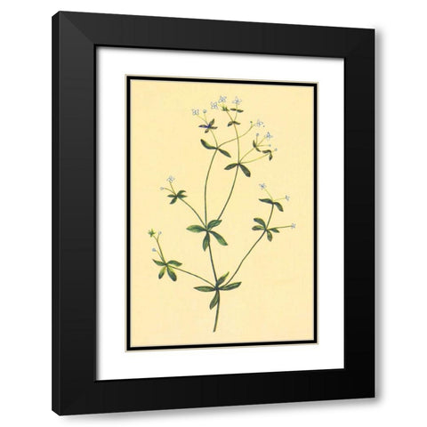 Sweet Scented Bedstraw Black Modern Wood Framed Art Print with Double Matting by PI Collection