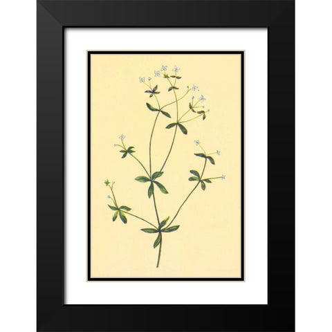 Sweet Scented Bedstraw Black Modern Wood Framed Art Print with Double Matting by PI Collection
