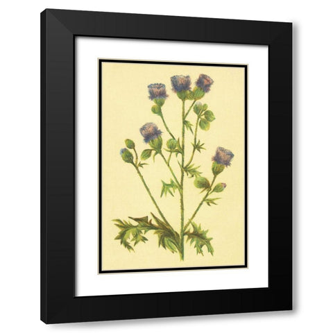 Thistle Black Modern Wood Framed Art Print with Double Matting by PI Collection