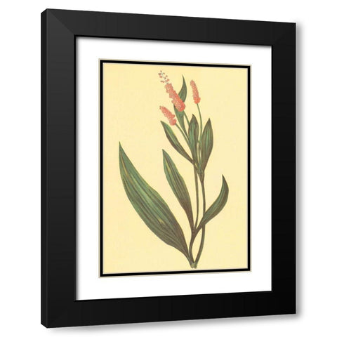 Water Knotweed Black Modern Wood Framed Art Print with Double Matting by PI Collection