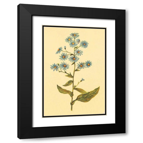 Wavy Leaved Aster Black Modern Wood Framed Art Print with Double Matting by PI Collection