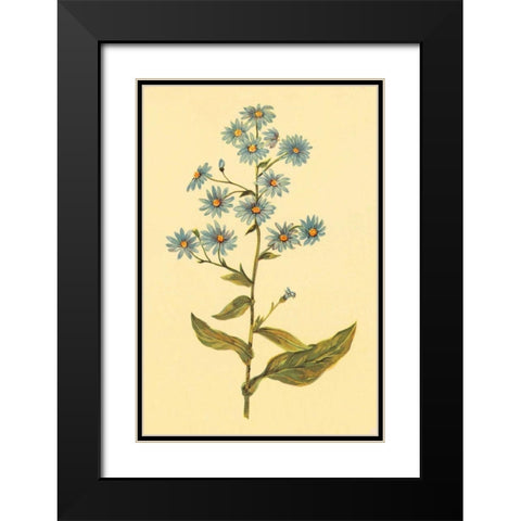 Wavy Leaved Aster Black Modern Wood Framed Art Print with Double Matting by PI Collection